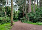 A woodland running trail in the Hollies in Leeds.