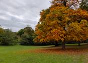 A tree in Meanwood Park dropping orange leaves in Autumn.